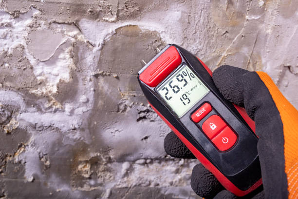 Best Mold Damage Repair  in West Haven, UT