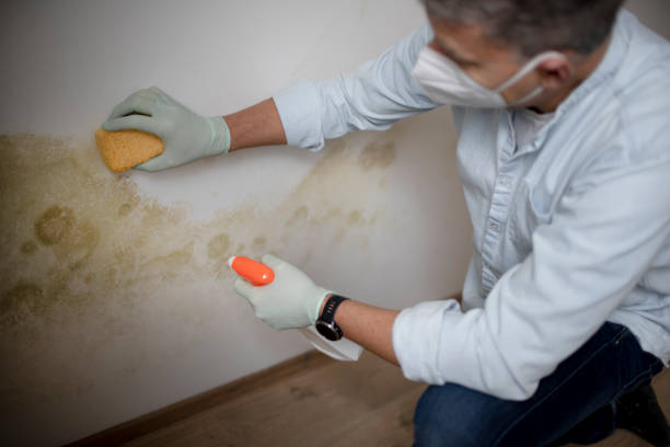 Best Toxic Mold Removal  in West Haven, UT