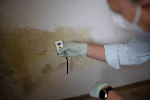 Best Certified Mold Removal  in West Haven, UT