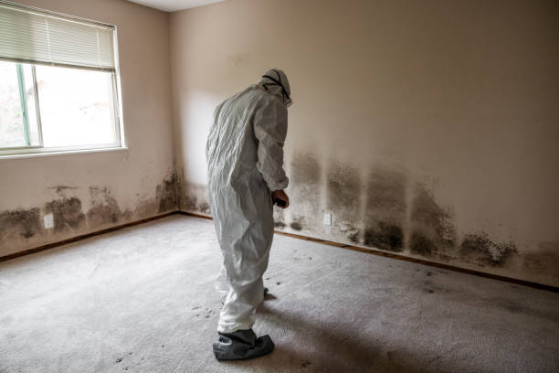 Best Residential Mold Removal  in West Haven, UT