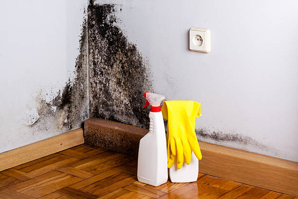 Mold Removal and Inspection in West Haven, UT