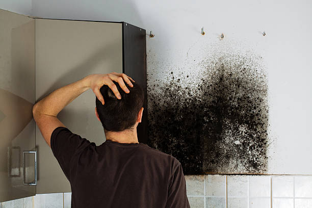 Best Professional Mold Removal  in West Haven, UT